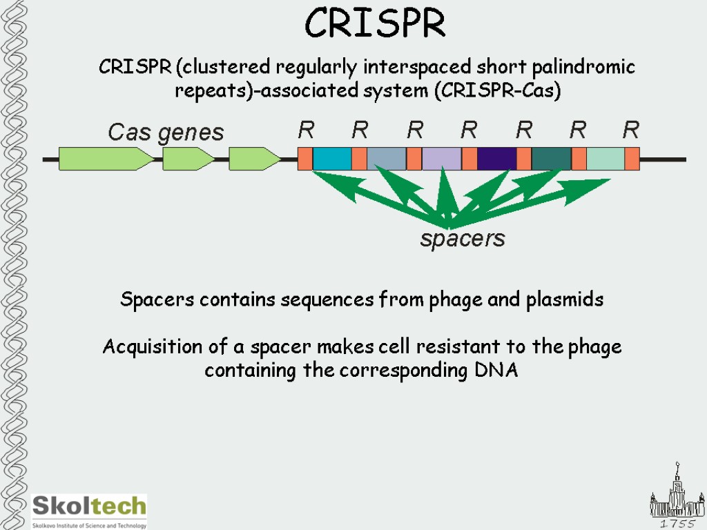 CRISPR CRISPR (clustered regularly interspaced short palindromic repeats)-associated system (CRISPR-Cas) Spacers contains sequences from